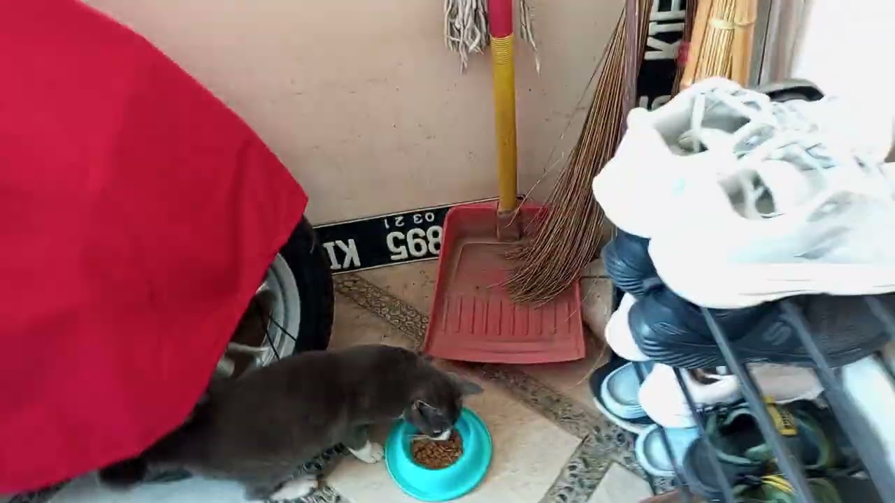 Lagi lihat pa sapam jadi tukang