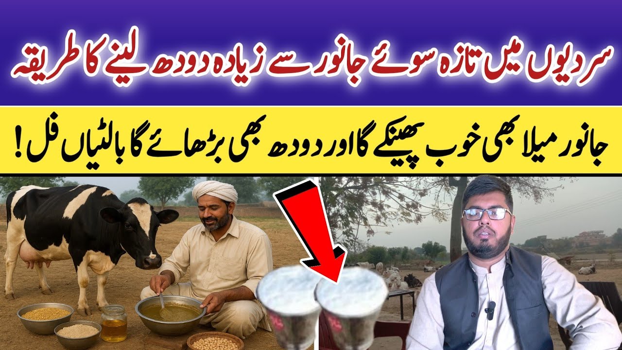 How to Increase Cow & Buffalo Milk in Winter | Dairy Farming Profit Guide