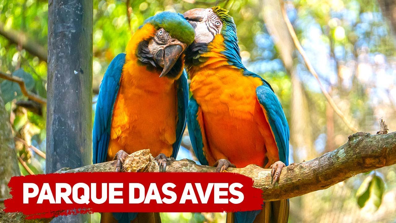 Conheça o PARQUE DAS AVES em FOZ DO IGUAÇU