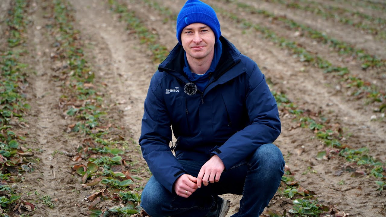 Start wegetacji na plantacjach truskawek. Kiedy pierwsze zabiegi? Maciej Kostaniak