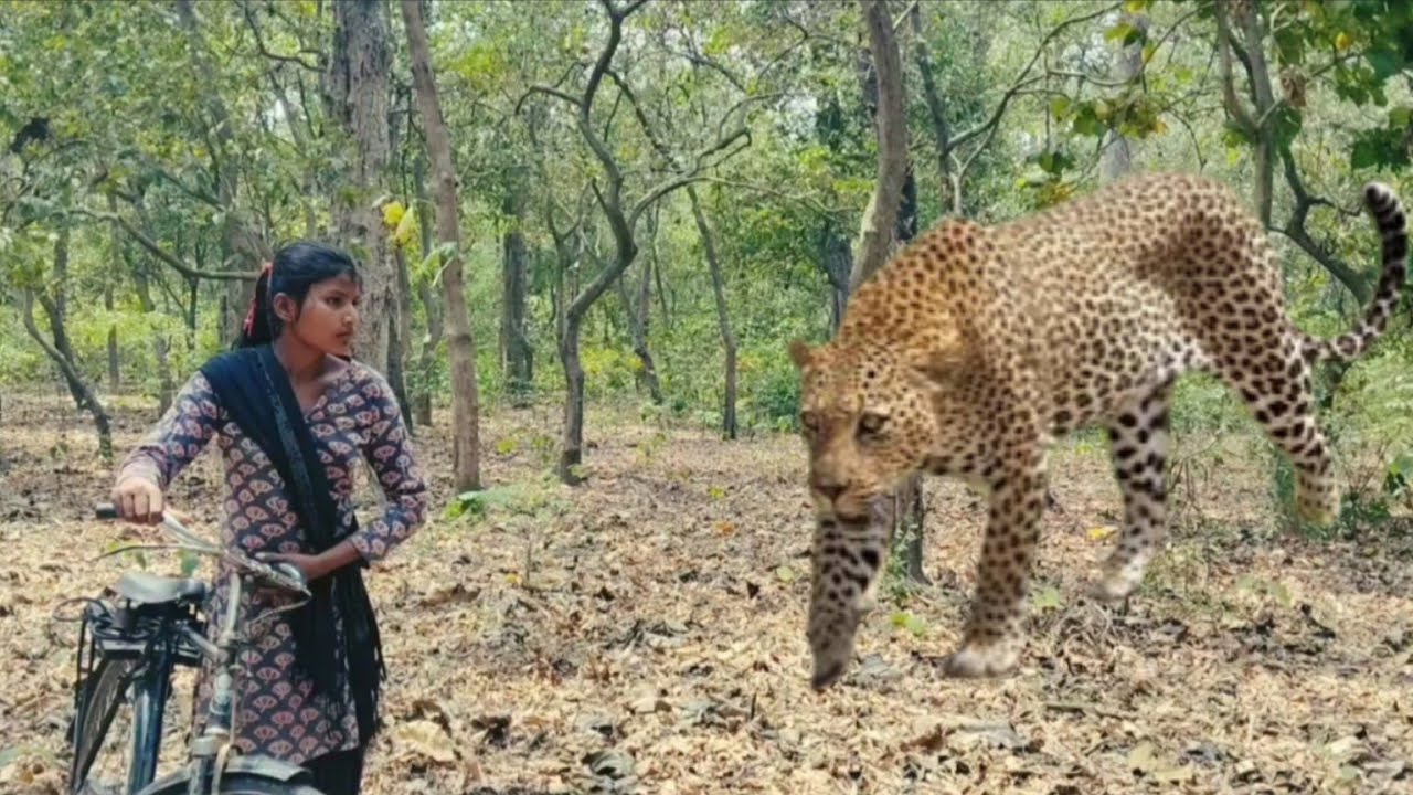 Royal Bengal tiger l tiger Attack girl in the forest l jungle 🌳 tiger Attack,.🌳🐆,,...