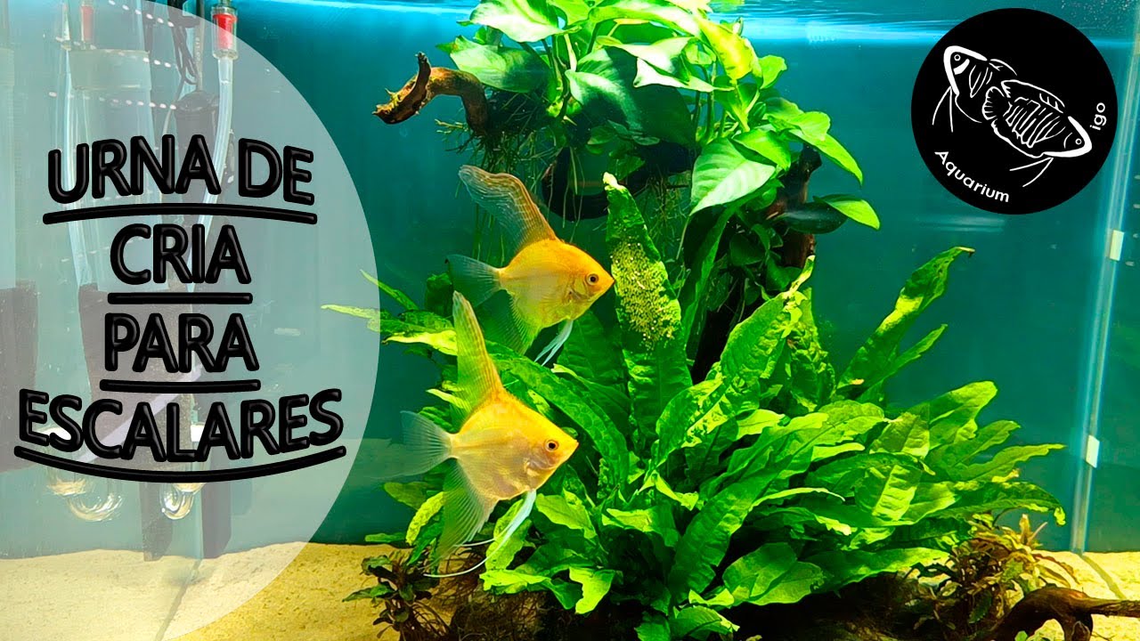 🥚COMO CRIAR PEZ ESCALAR/ ANGEL. Acuario plantado 100 Litros. Reproduccion. Cuidados. Macho y hembra.