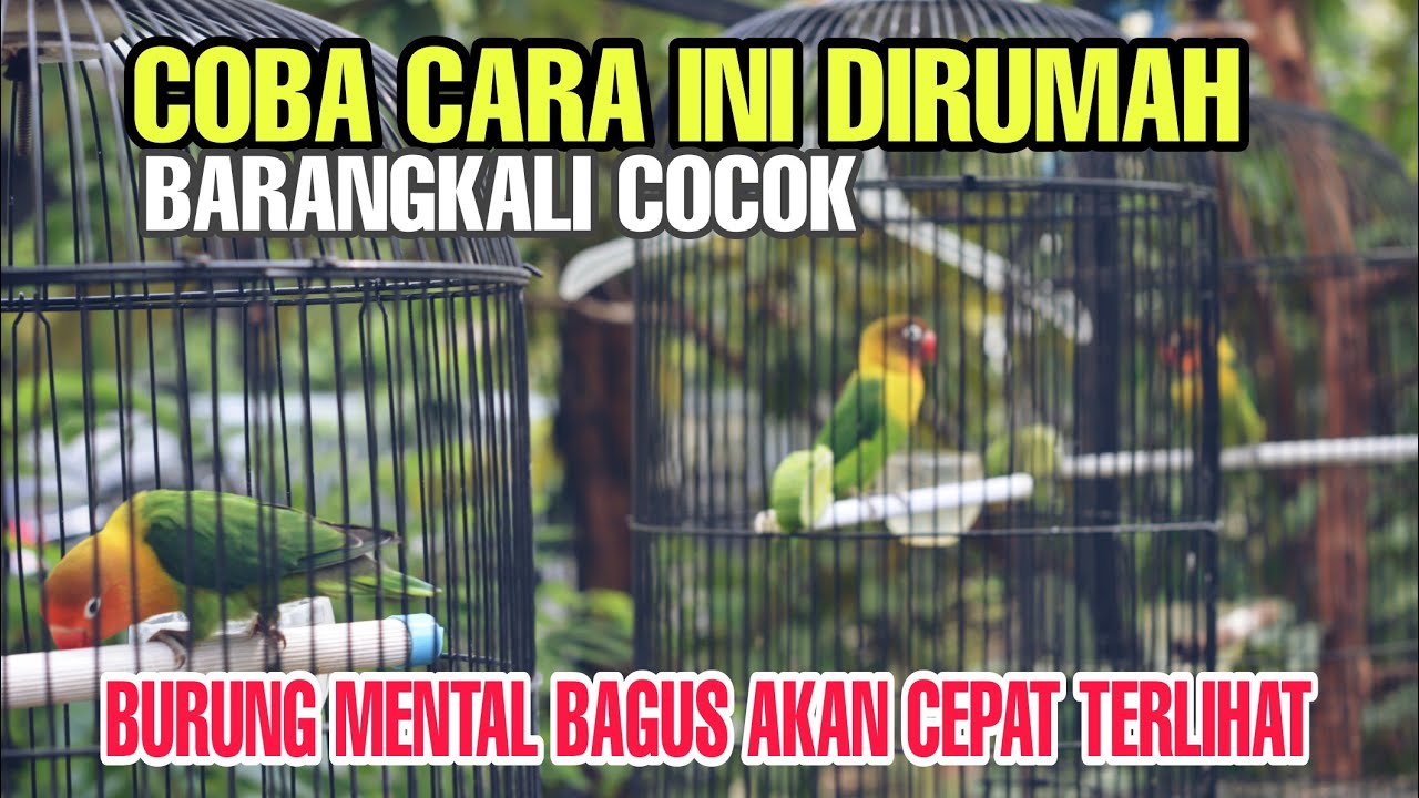 Metode penjemuran burung dengan cara jejer kandang akan melatih mental burung 🛑