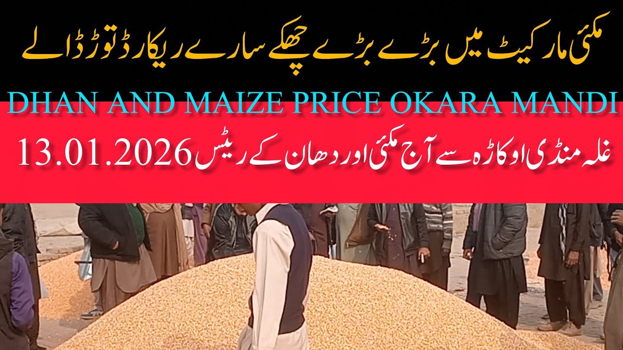 DHAN PRICE TODAY OKARA MANDI PUNJAB MAIZE RATE TODAY OKARA MANDI PUNJAB 13.01.2026