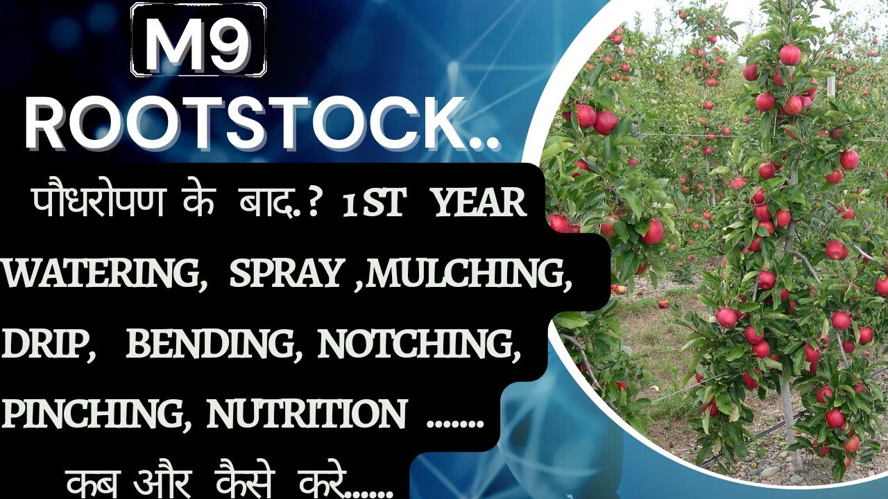 M9ROOTSTOCK! After Plantation Complete Work Guide!एक वीडियो में सभी जानकारी?@BagwanikiPathshala
