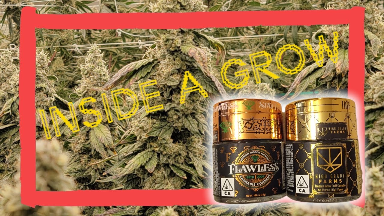 Tour of Indoor Cannabis Grow Facility: Sacramento Brands - Flawless Cannabis Co & High Grade Farms
