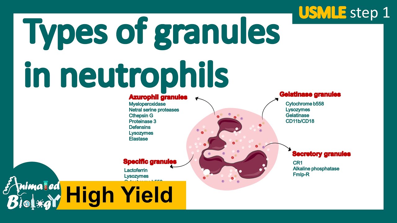 Types of granules in neutrophils | Neutrophis  | primary vs secondary granules