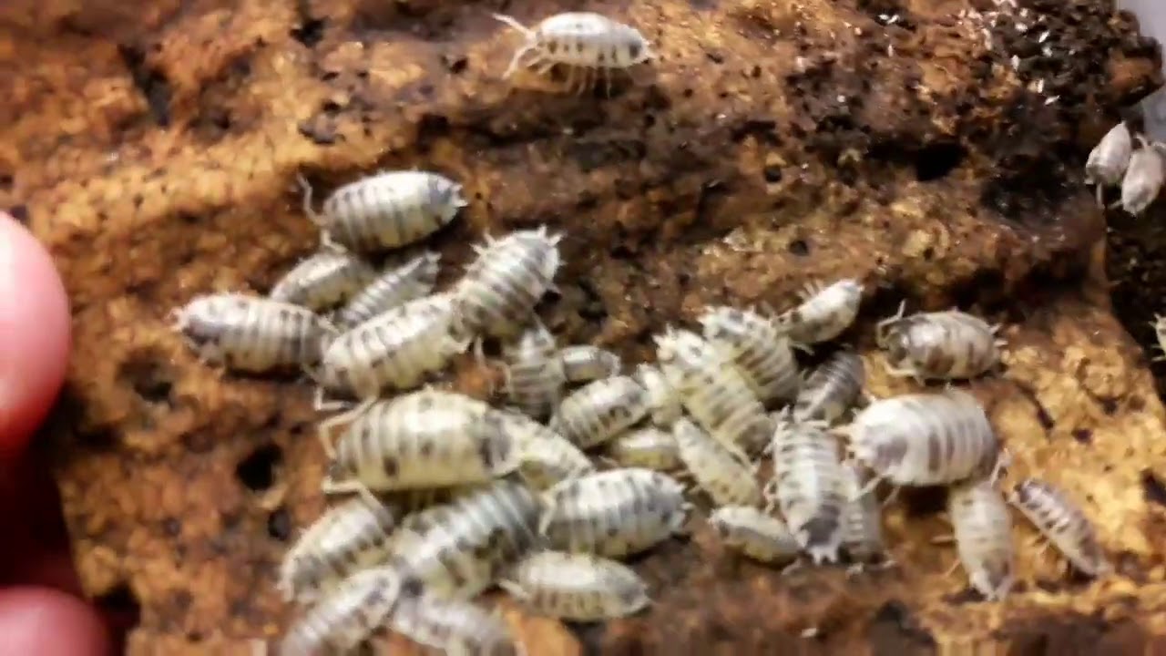 An introduction to the Dairy cow isopod.