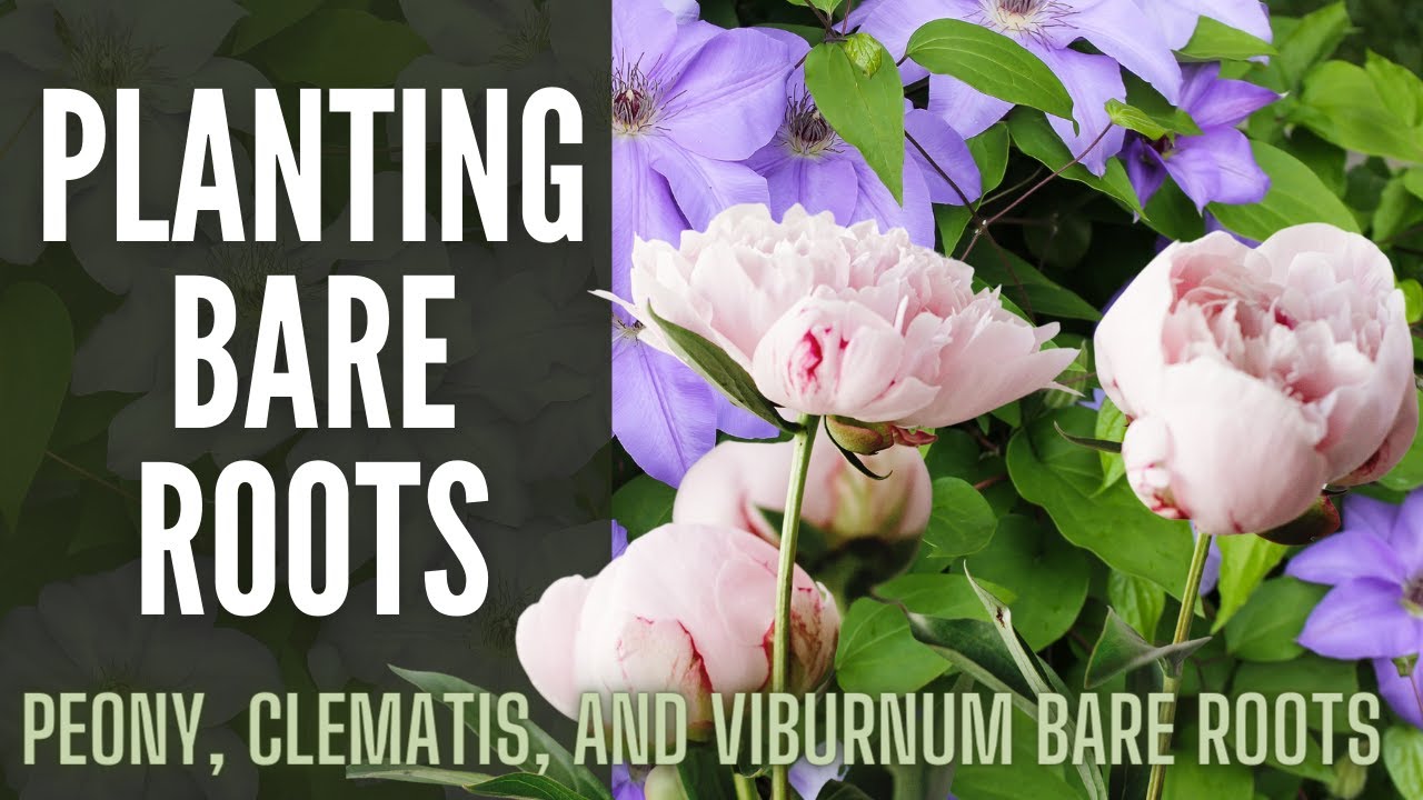 Planting Bare Root 🌷🌷🌷 || How To Plant Bare Root || Planting Peony, Clematis, & Viburnum