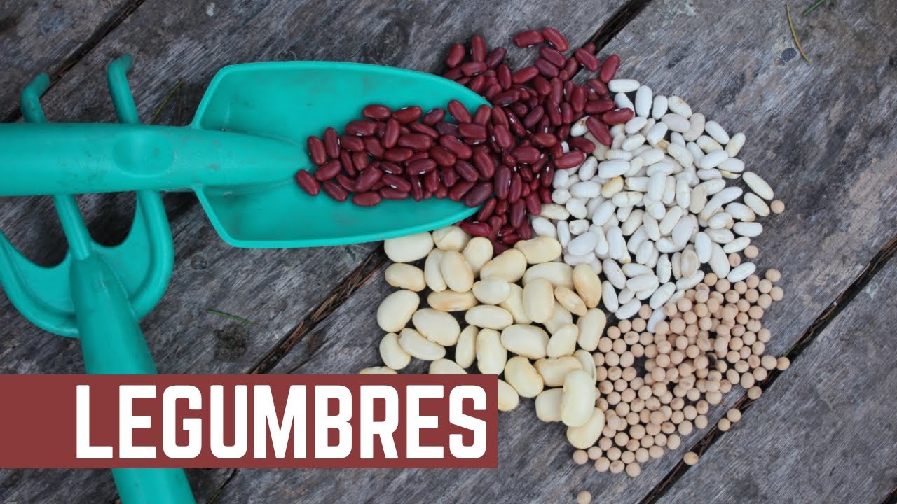 SEMBRAMOS LEGUMBRES - Como Cultivar Habas, Porotos y Arvejas