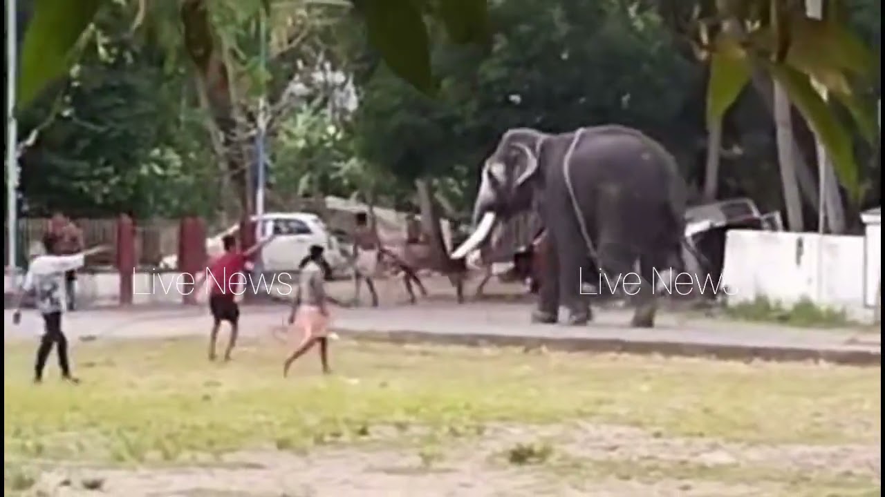 കൊച്ചിയിൽ ആന ഇടഞ്ഞു: നിരവധി വാഹനങ്ങൾ തകർത്തു, പാപ്പാന് പരിക്ക്