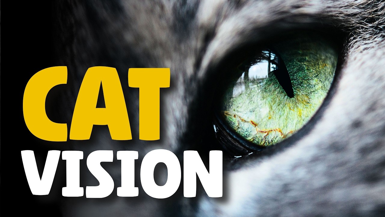 Your Cat Doesn’t See You the Way You Think