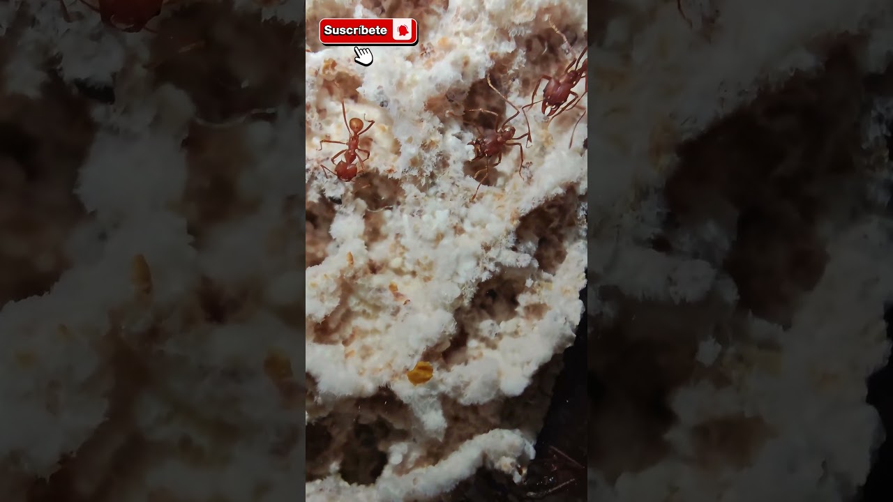 El interior de un hongo de Atta  