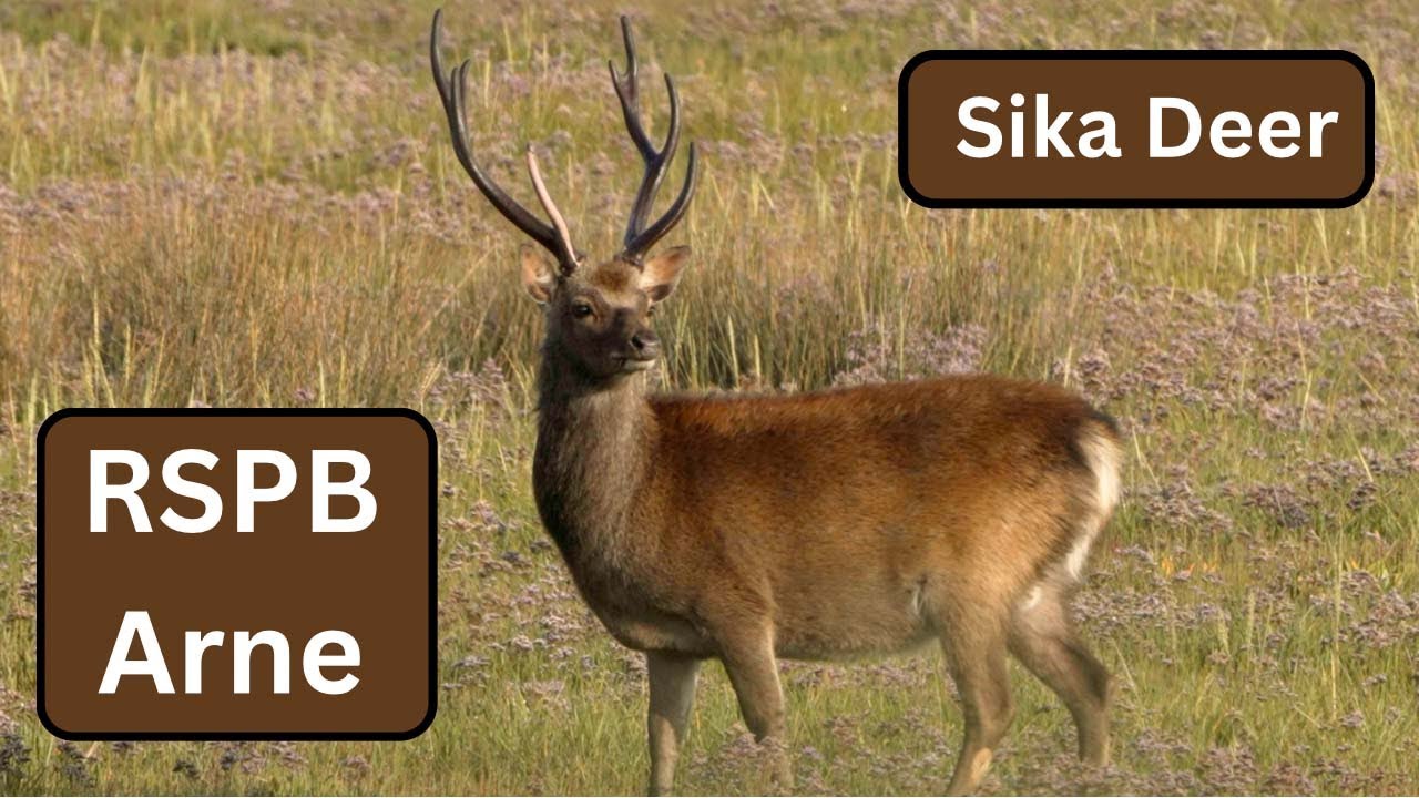 Sika Deer at RSPB Arne