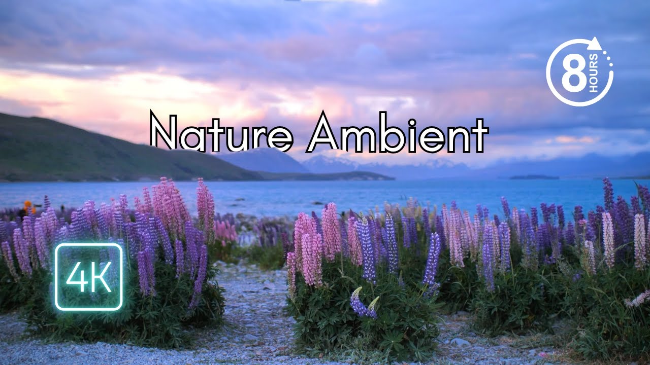 🌸 Nature Ambient in 4K | 8 Hours of Relaxing Music with Blooming Fields & Calm Vibes