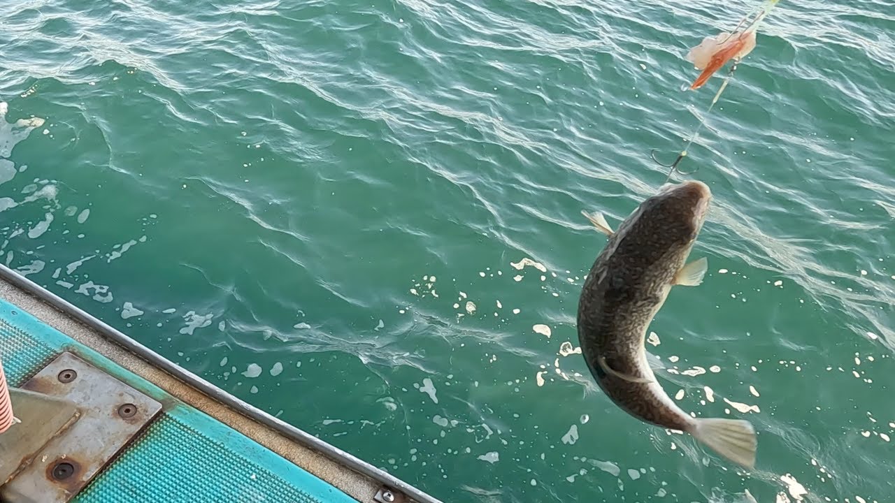 【明石カットウふぐ】釣れない原因はコレだった！こうしたら釣れました！