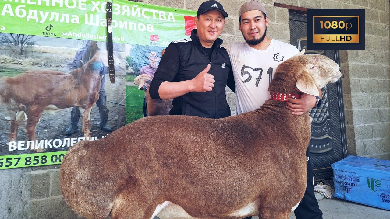 🇲🇪#арашан  Хозяйство Абдулла Шарипов супер элиты на оценку #top 🇰🇬🤝🇺🇿👍👍👍