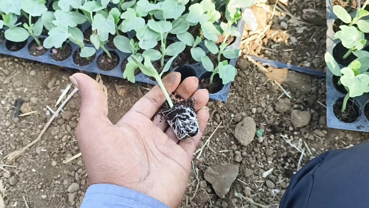 आज की तरबूज की रोपाई 🍉🌱 | Watermelon Planting Day | किसान जीवन व्लॉग | Vlog - 201