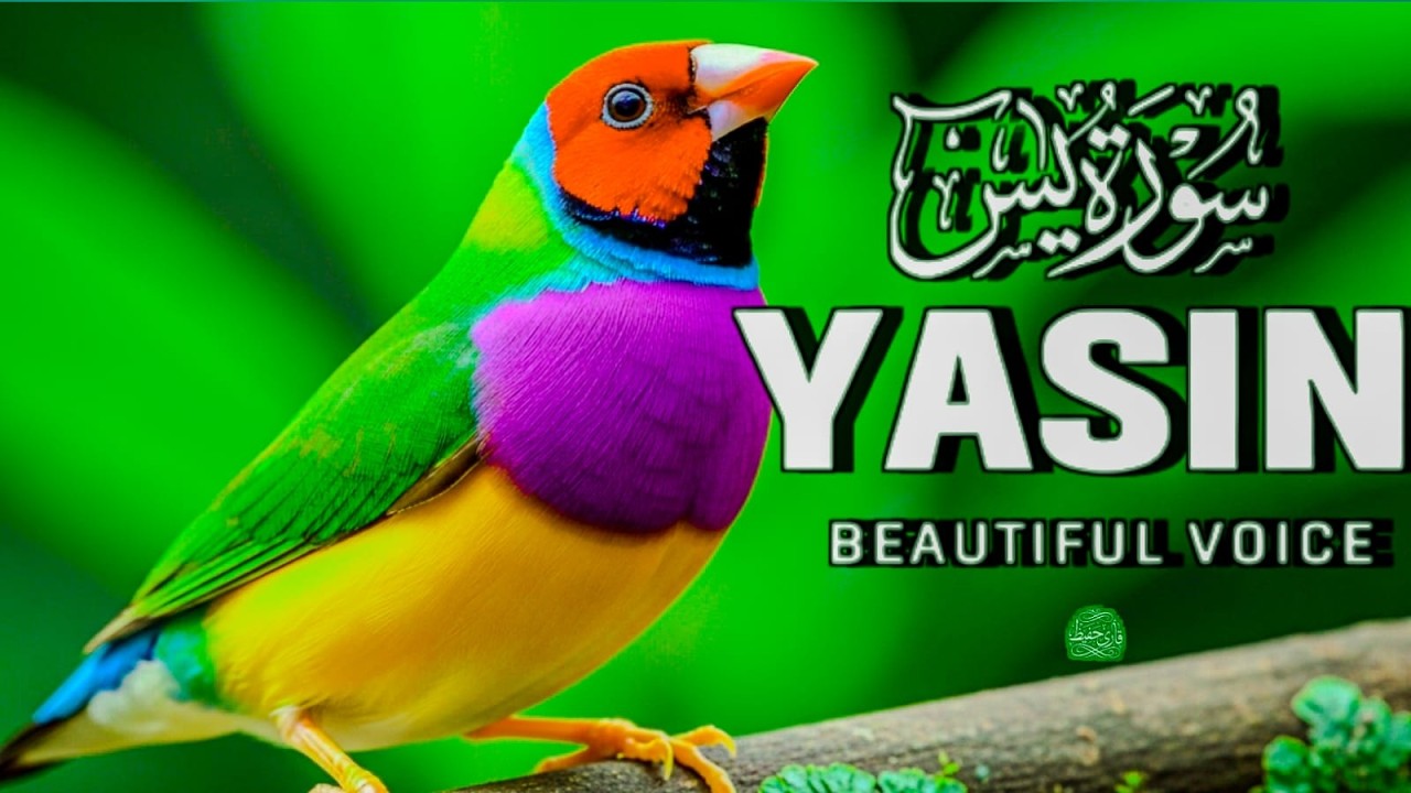Surah Yaseen سورة يس | End Your Night with Peace, Protection & Quran Blessings 🕊️ (Full Recitation)