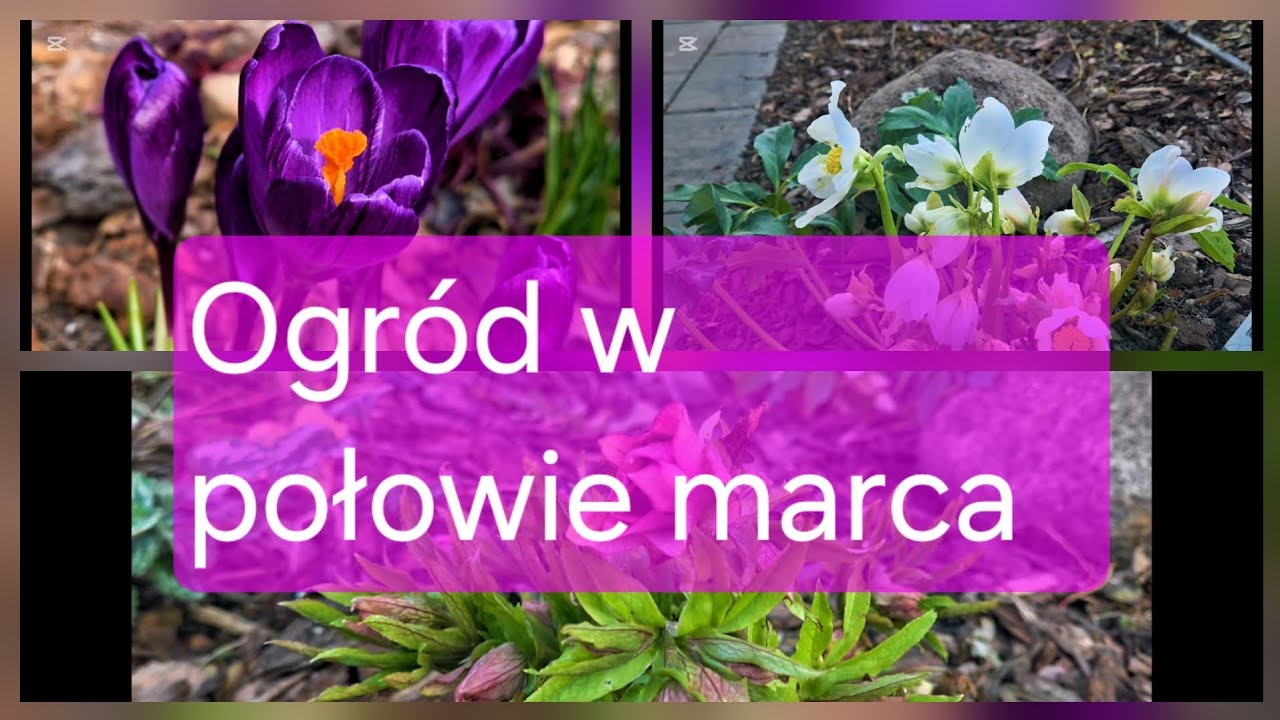 SPACER PO OGRODZIE BYLINOWYM - POŁOWA MARCA 2026, ciemierniki, krokusy, byliny