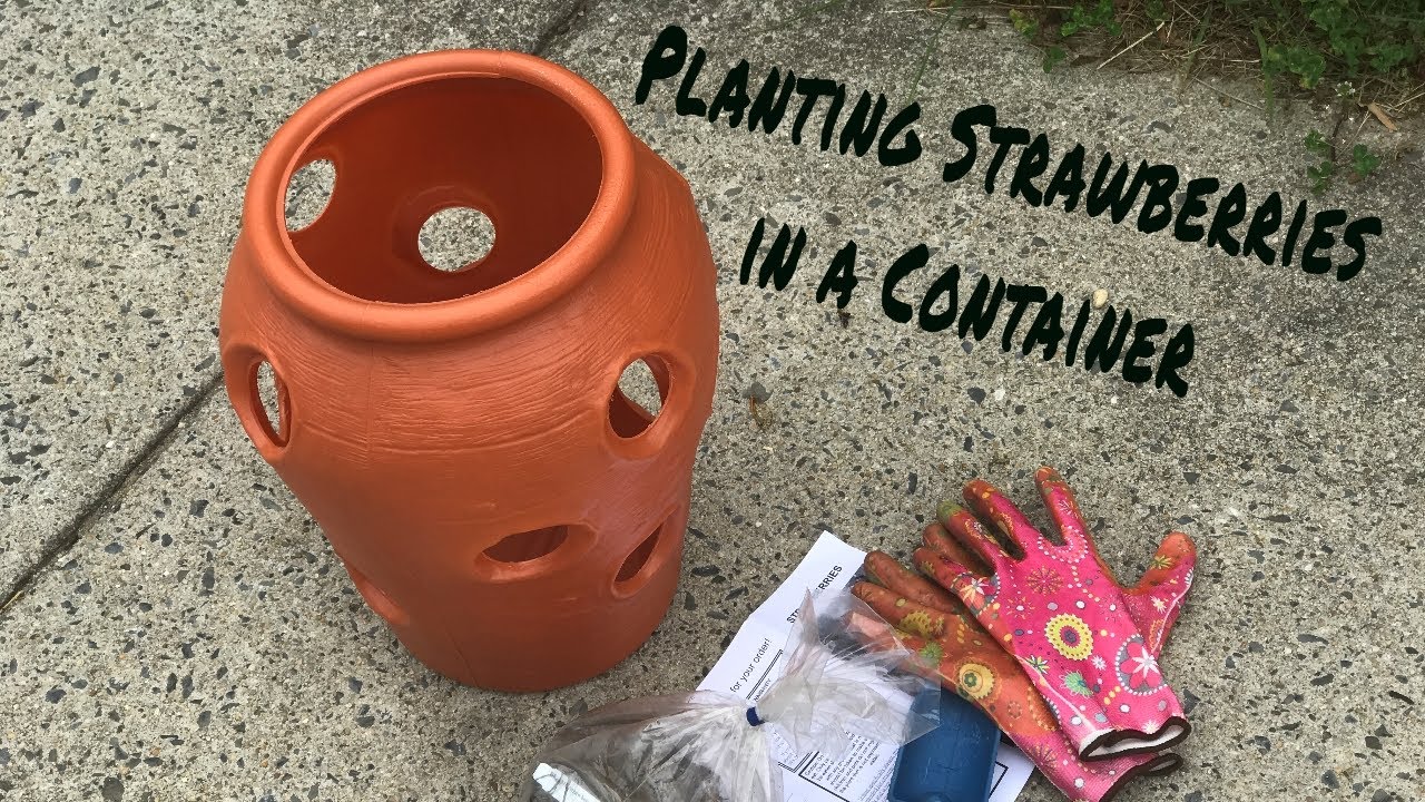 Strawberry Container Planting Part 1 