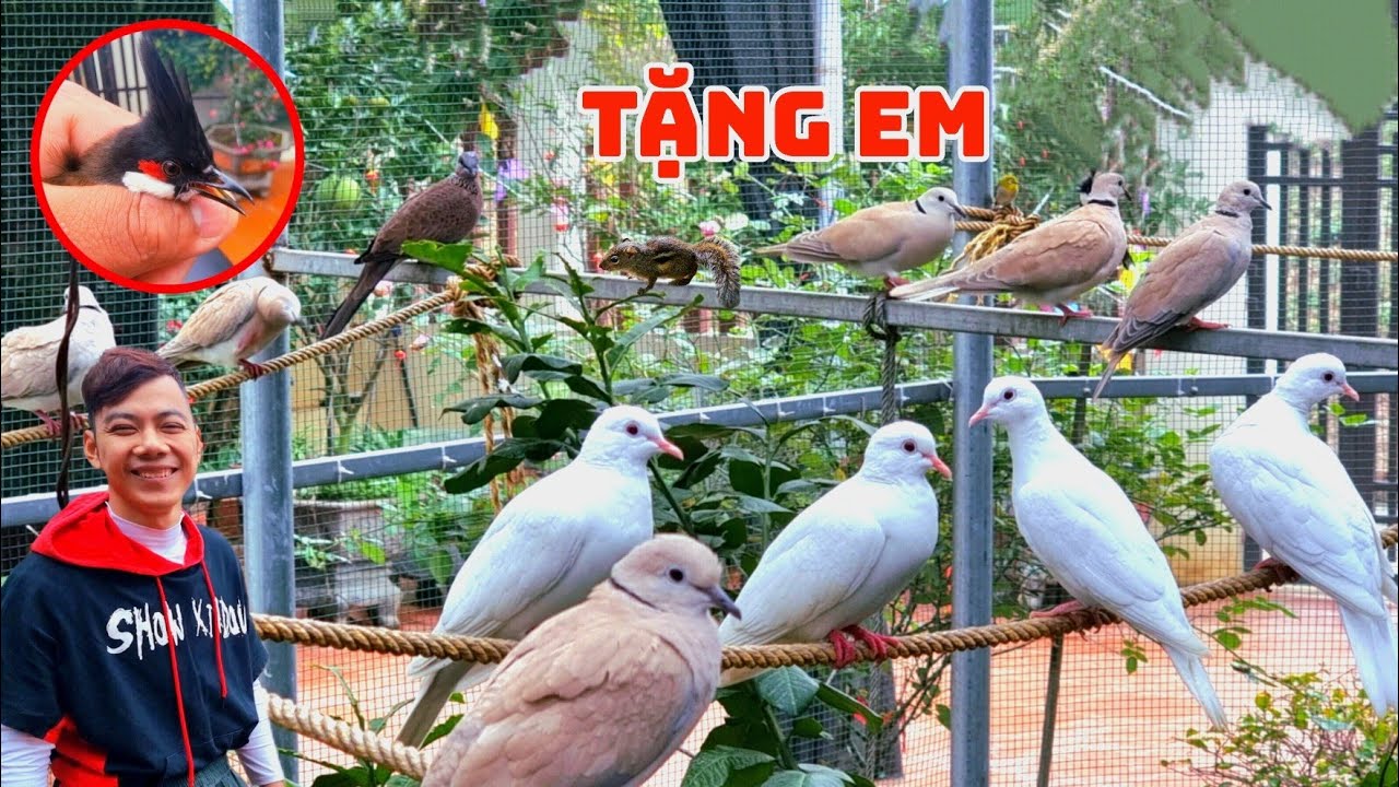 Tặng Chủ Cũ Của Sáo Nâu 2 Bé Chào Mào Mí Lửa - Cùng Những Chú Chim Cu Pháp / Quế Nghịch