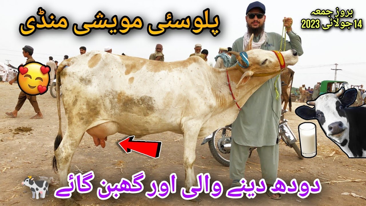 Palosi Cow Mandi Peshawar 14 July 2023 Milky Cows 😍🐄 دودھ دینے والی بہترین گائے |Peshawar Madni 2023