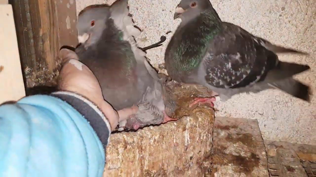 La creencia de  que el 1º huevo de la paloma es macho ,