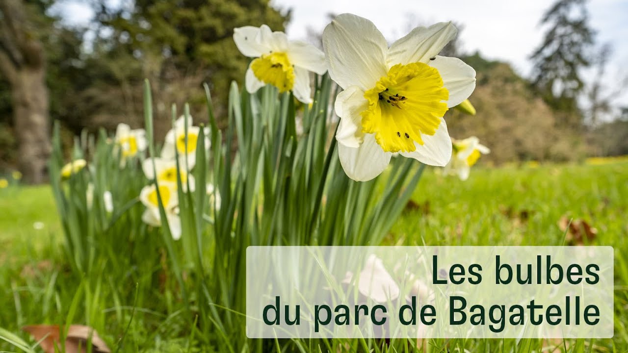 Les bulbes du parc de Bagatelle