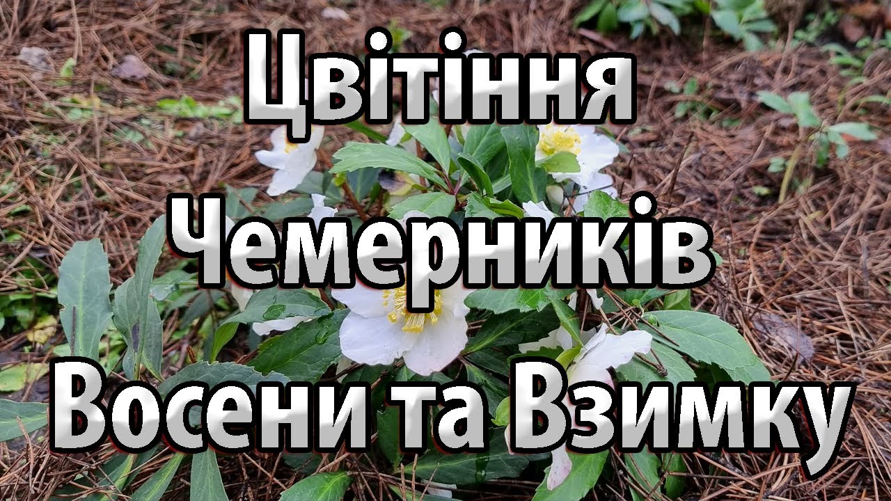 Цвітіння Чемерників Восени та Взимку. Як буду зберігати Чемерник Взимку?