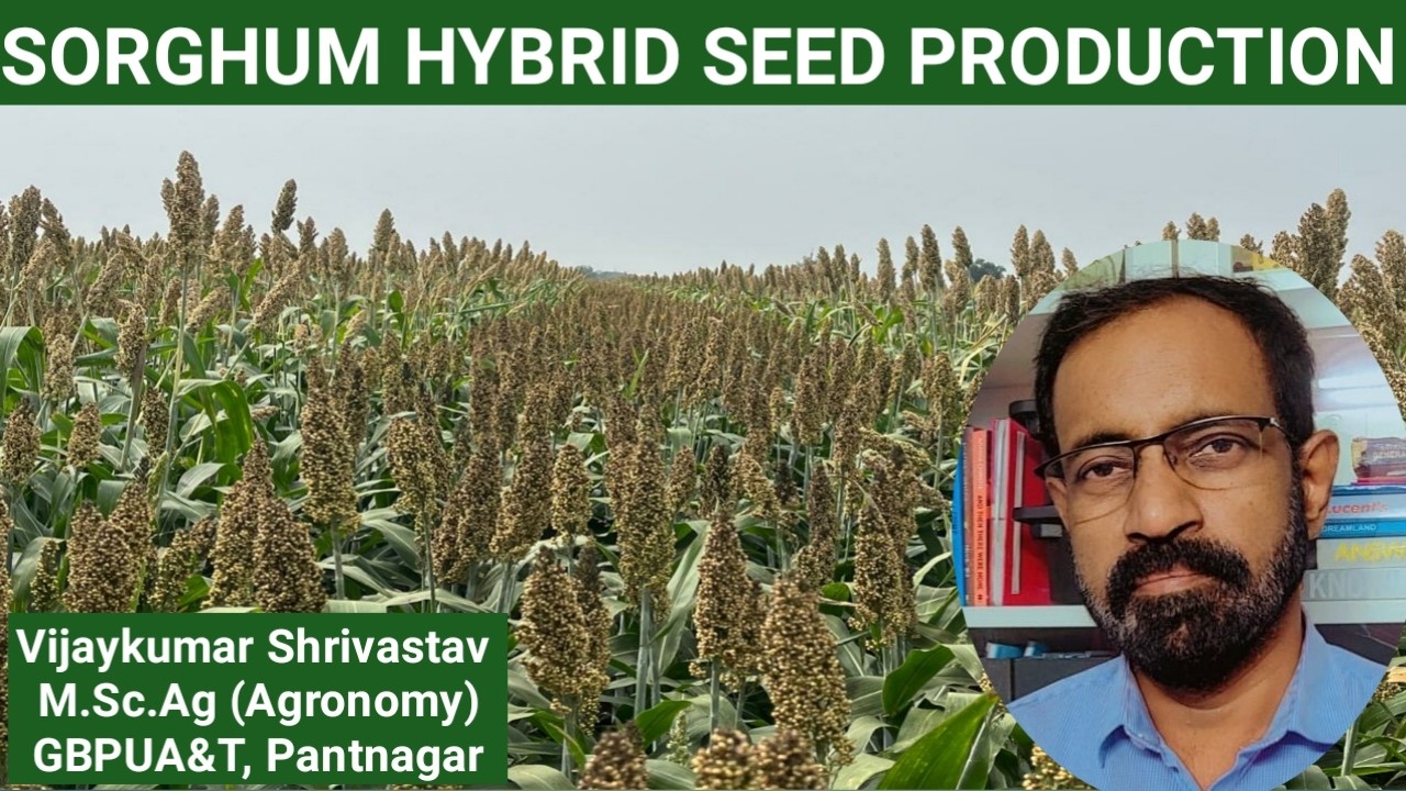 SORGHUM HYBRID SEED PRODUCTION