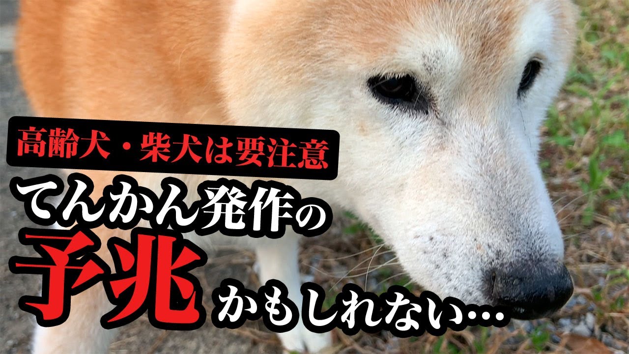 老犬介護：高齢犬がてんかん発作を発症する予兆だったのかもしれない…
