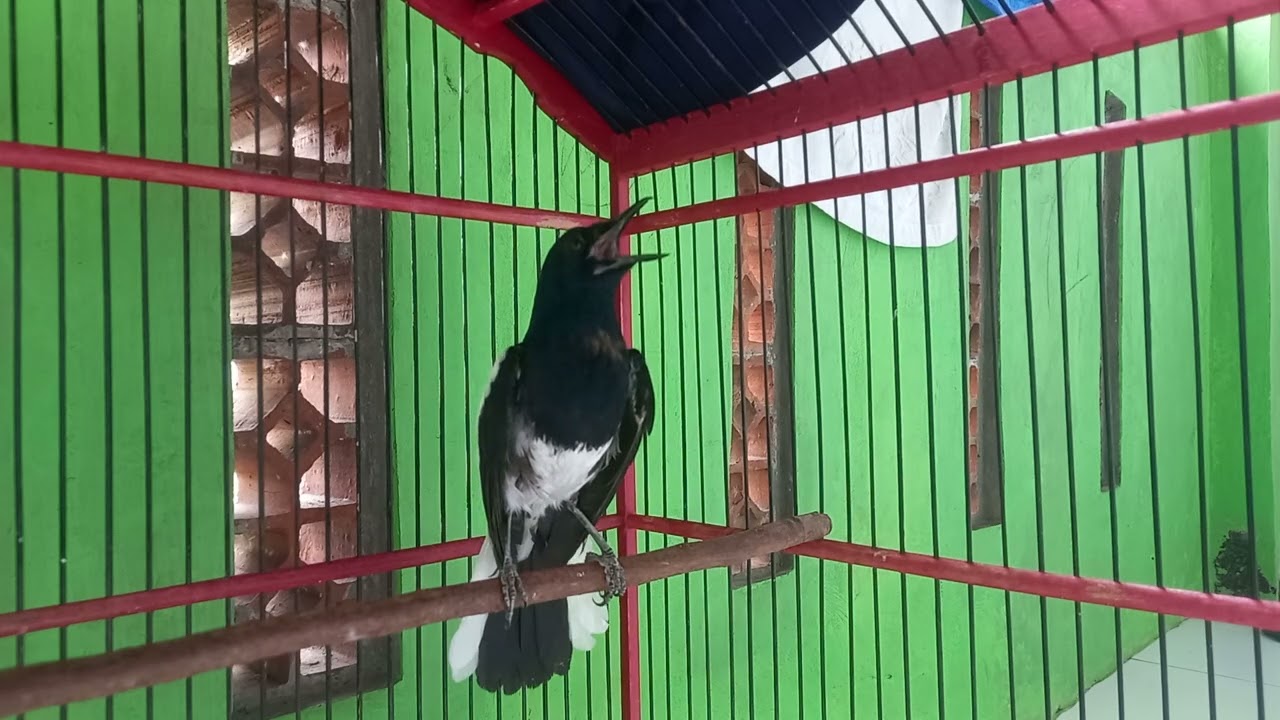 Pancingan kacer bahan cepat bunyi dan buka ekor