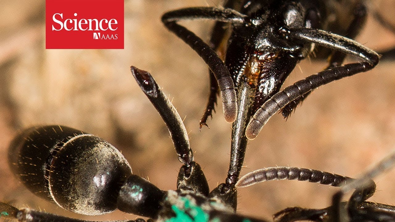 Ants treat comrades injured on the field of battle