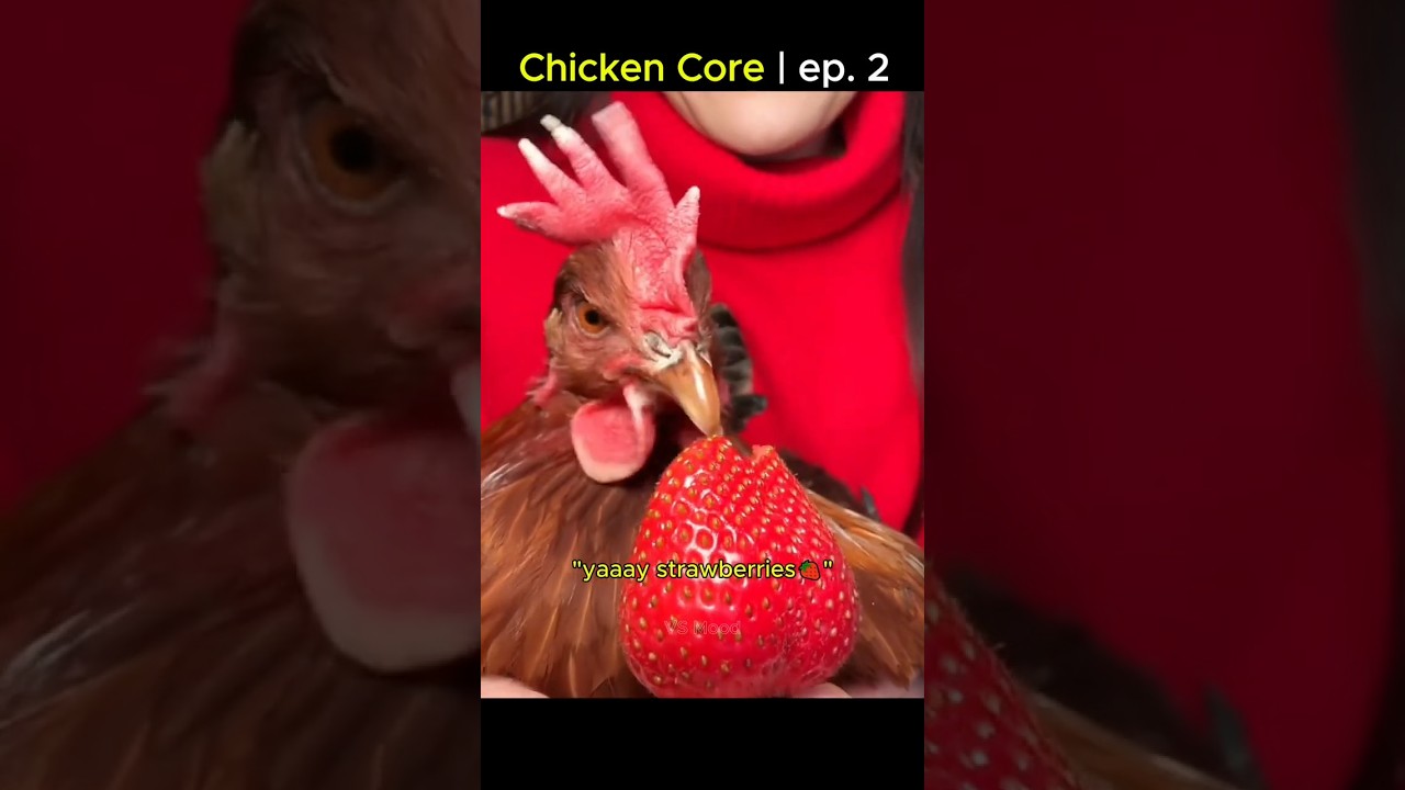 Chicken core | ep. 2 🐔