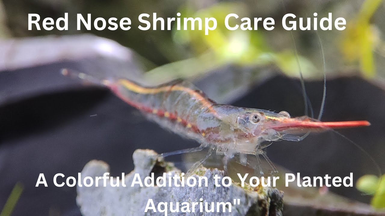 Red Nose Shrimp - Nano Shrimp | Hair algae eater!