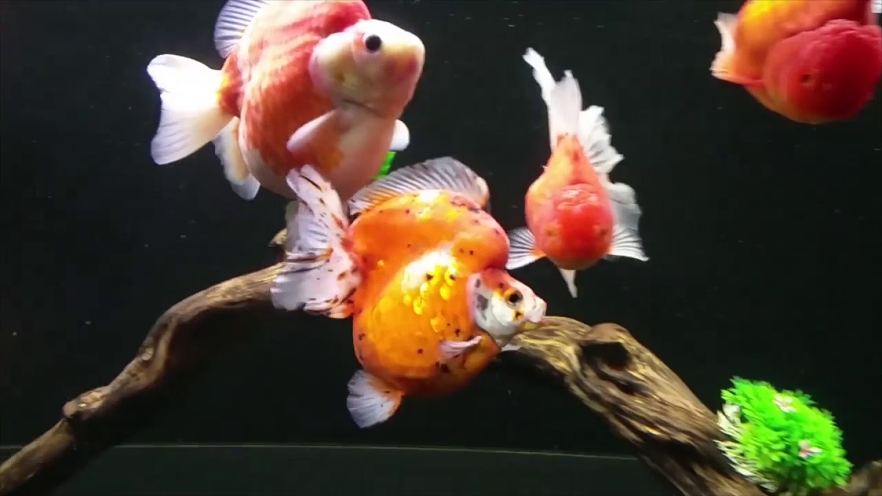 Top 10th the biggest goldfish