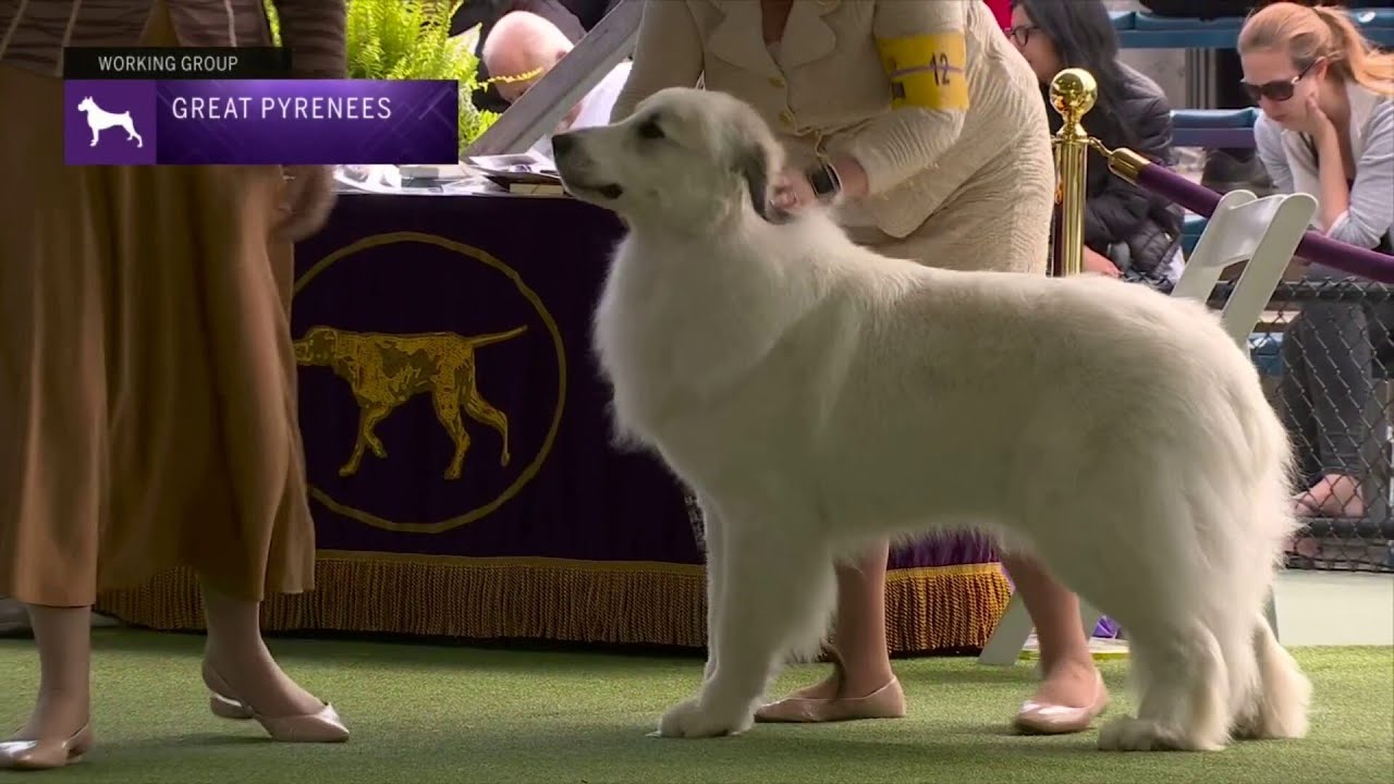 Great Pyrenees | Breed Judging 2023