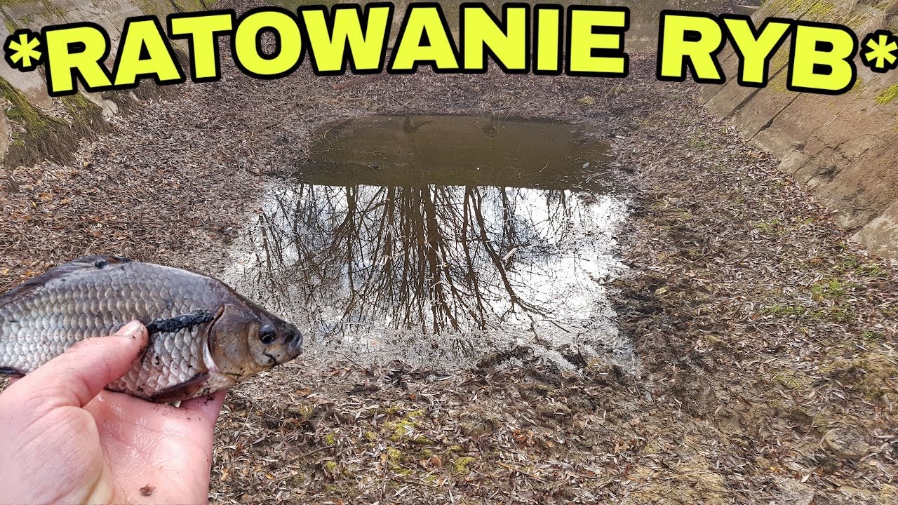 RATOWANIE RYB Z WYSYCHAJĄCEGO STAWU *dużo ryb*