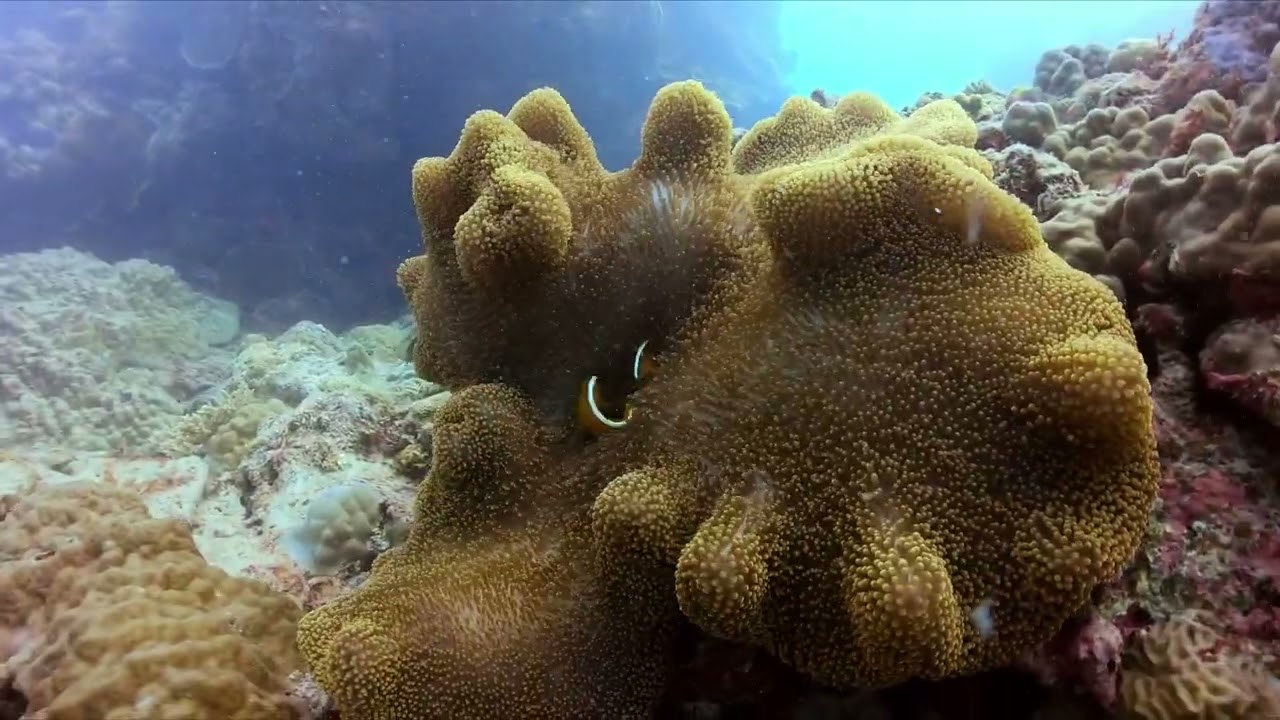 2025_7ケラマ　トンガリサカタザメ　ホワイトチップシャークunder water scuda diving
