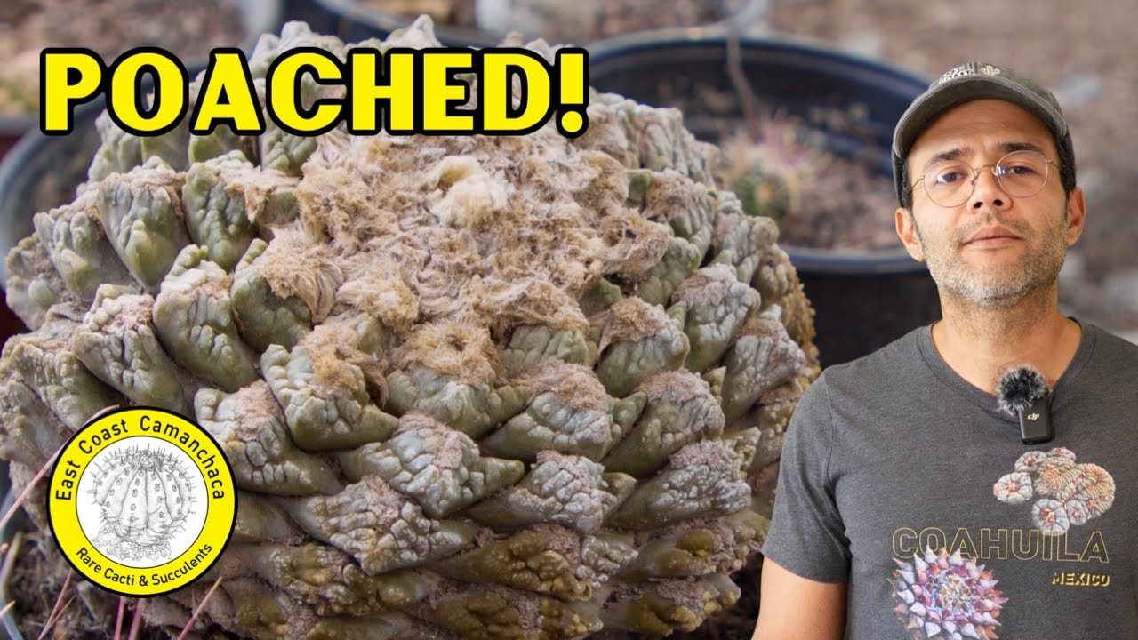 The dark side of collecting cacti and succulents - Why you shouldn't buy a poached cactus