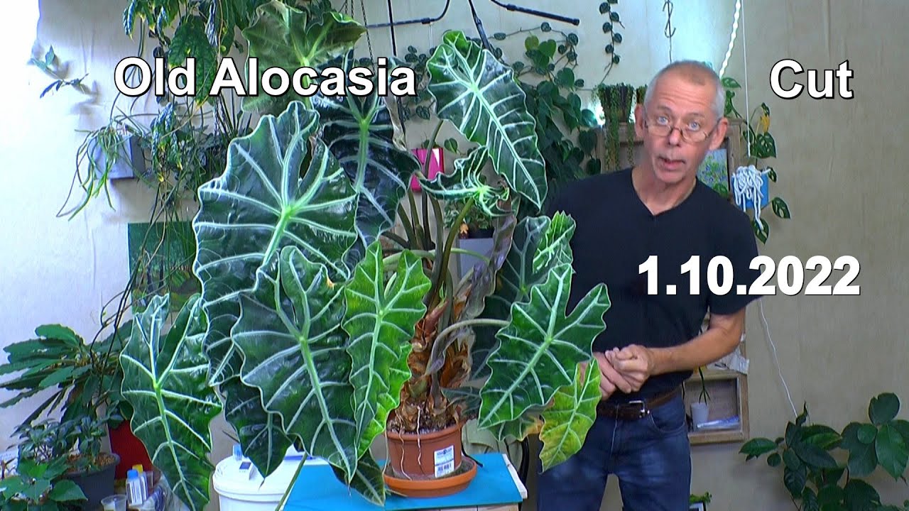 Wie kann man eine Alocasia schneiden? Der Rückschnitt und Bewurzelung einer großen Alocasia