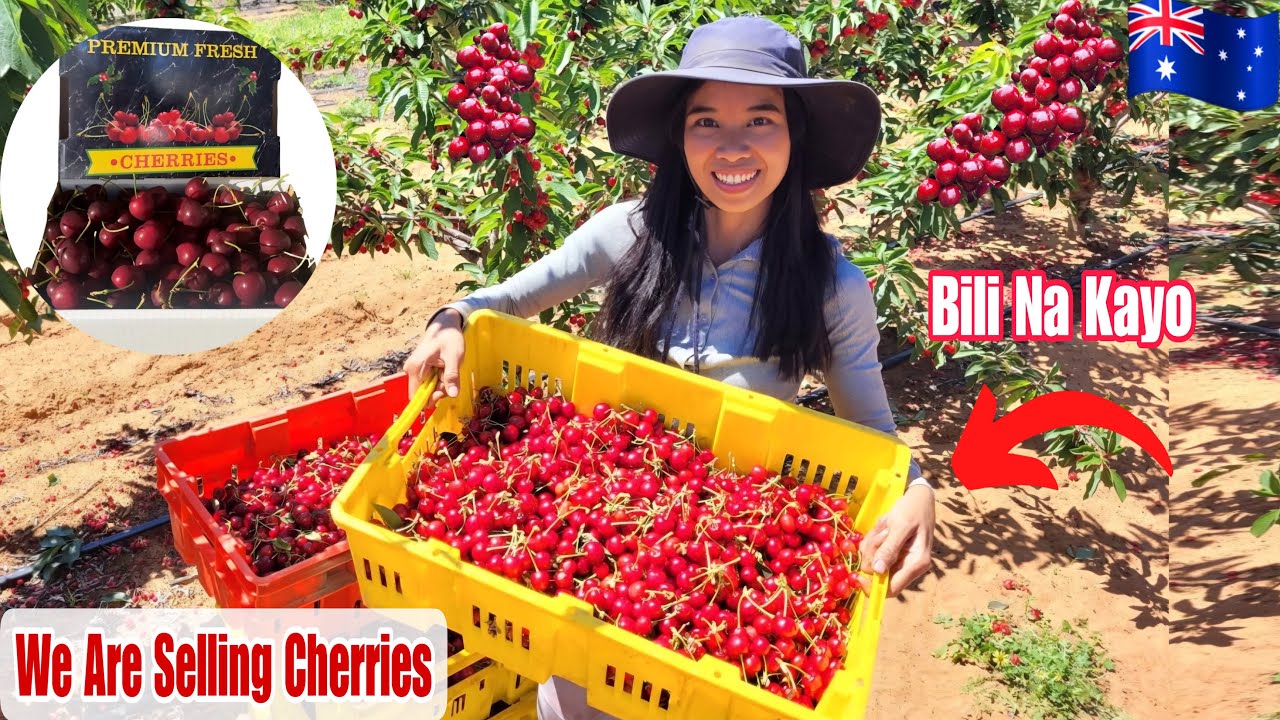 Bagong Negosyo Ni Marielasin|Havesting Cherry 🍒