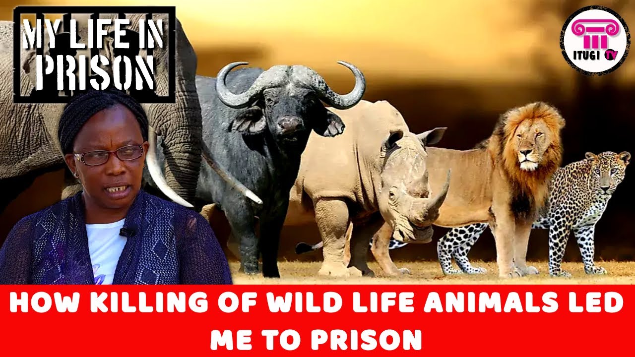 HOW KILLING OF WILD LIFE ANIMALS LED ME TO PRISON - MY LIFE IN PRISON - ITUGI TV