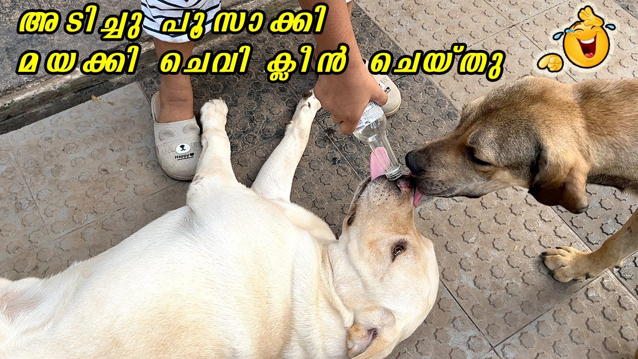 🤣 കുപ്പി കൊടുത്തു മയക്കി ചെവി ക്ലീൻ ആക്കി 🤣 : rottweiler ear cleaning. Funny eveving