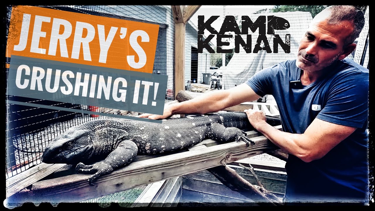 Black Dragon & Guru Asian Water Monitor Babies!