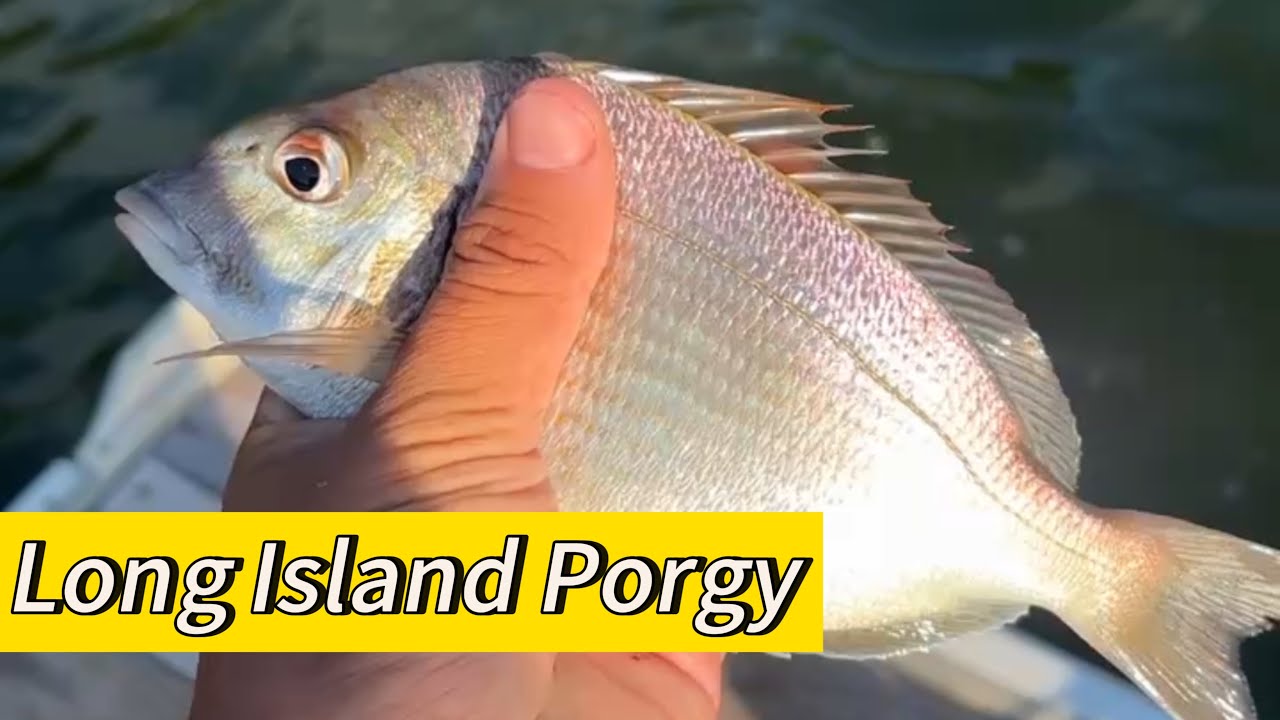 North Shore Long Island Porgy Fishing! Piscifun Alijoz 300