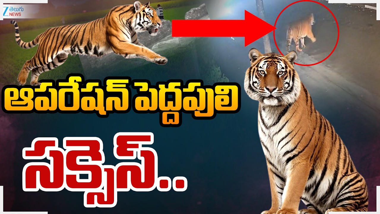Operation Tiger | Kurmapuram | ఆపరేషన్ పెద్దపులి సక్సెస్.. | ZEE Telugu News