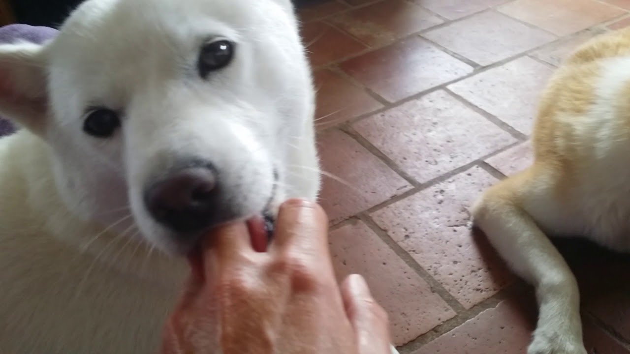 Hokkaido, Akita, Shikoku and Shiba playing together