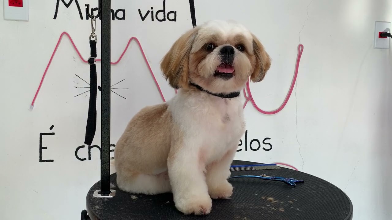 ORELHINHAS FOFAS EM SHIHTZU por @umagroomer 